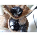 PawHut Cat Tree Kitten Scratching Activity Playing Climb Center Review Image