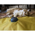Motorised Revolving Toy Mouse Wand Tail Indoor Pet Exercise Cat Review Image