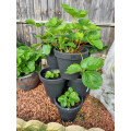 GEEZY Stacking Garden Flower Pot Triple Pocket Large Vertical Planter Self Watering Review Image