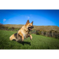 (Medium Dogs, 1 Pack) Beaphar One Dose Wormer For Dogs | Dog Worming Tablets Review Image