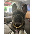 (16") Gold Dog Chain Collar,Strong Metal Chain Collar Review Image